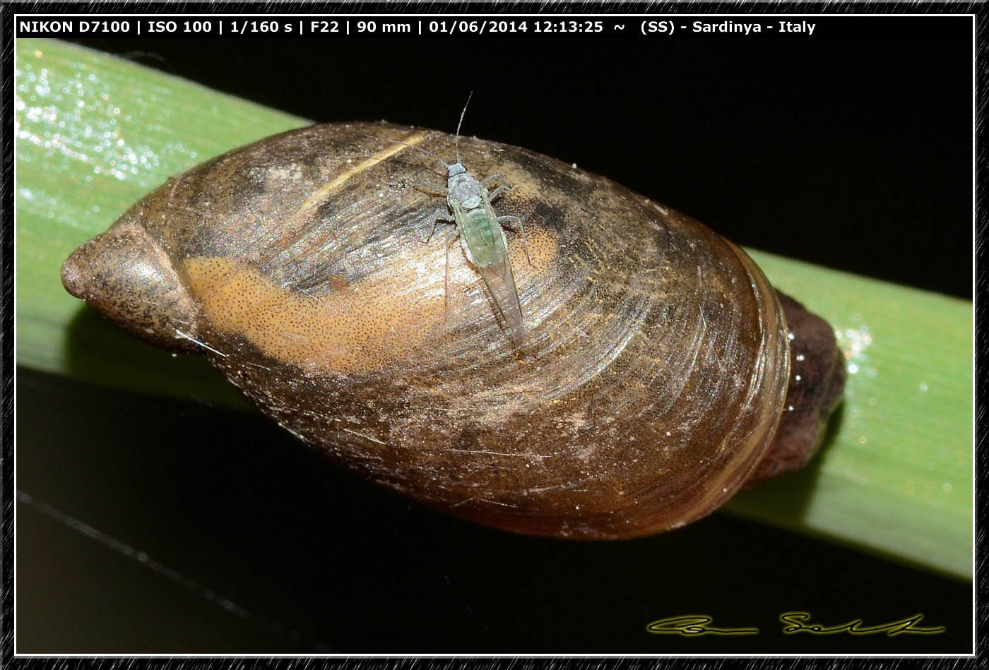 Ricerca Limax in Sardegna